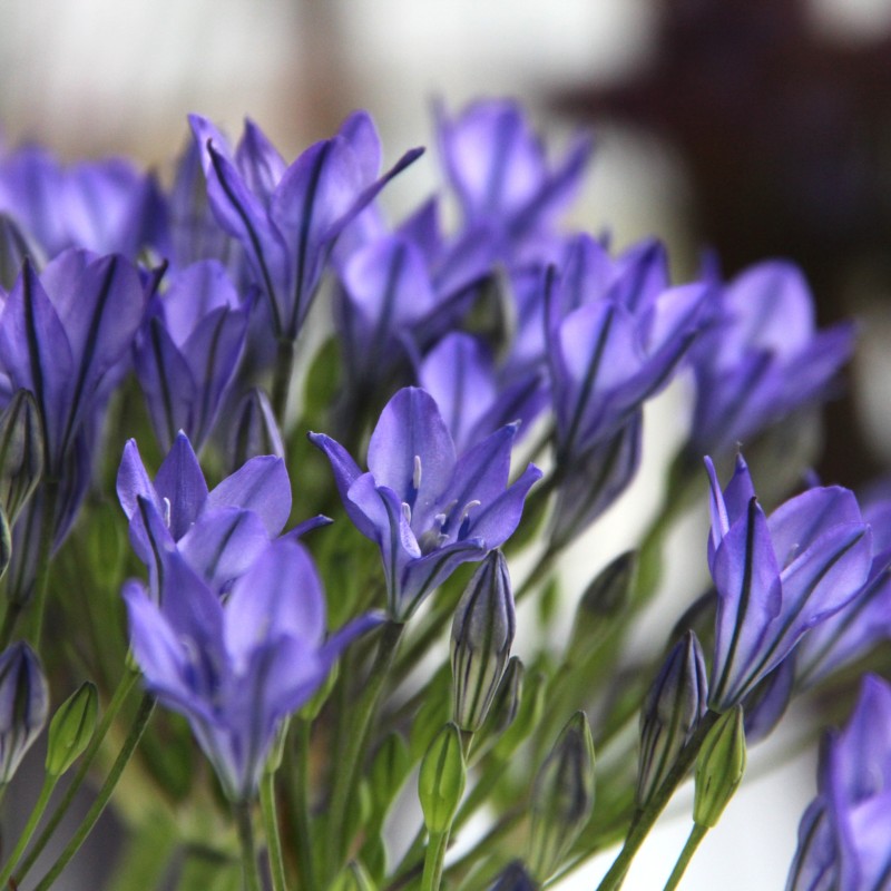 Triteleia 'Blues' Triteleia 'Blues'