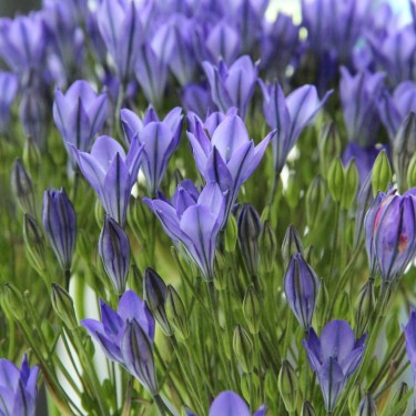 Triteleia 'Blues' Triteleia 'Blues'
