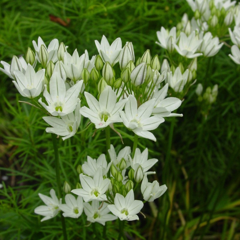 Triteleia hyacinthina