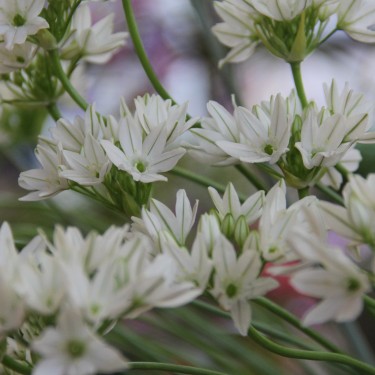 Triteleia hyacinthina