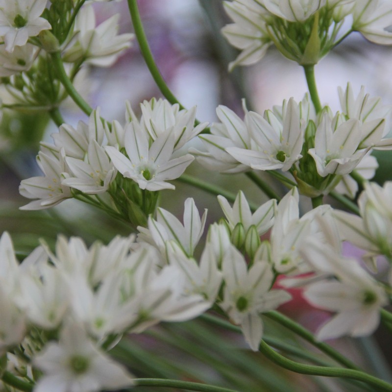 Triteleia hyacinthina