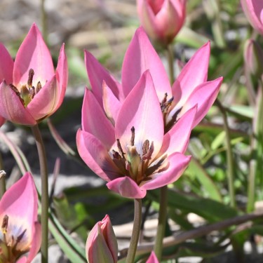 Tulipa 'Garden of Clusius'