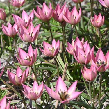 Tulipa 'Garden of Clusius' Tulipa 'Garden of Clusius'