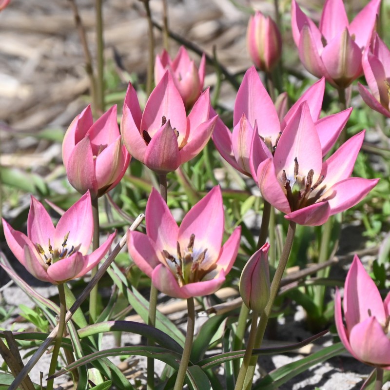 Tulipa 'Garden of Clusius' Tulipa 'Garden of Clusius'