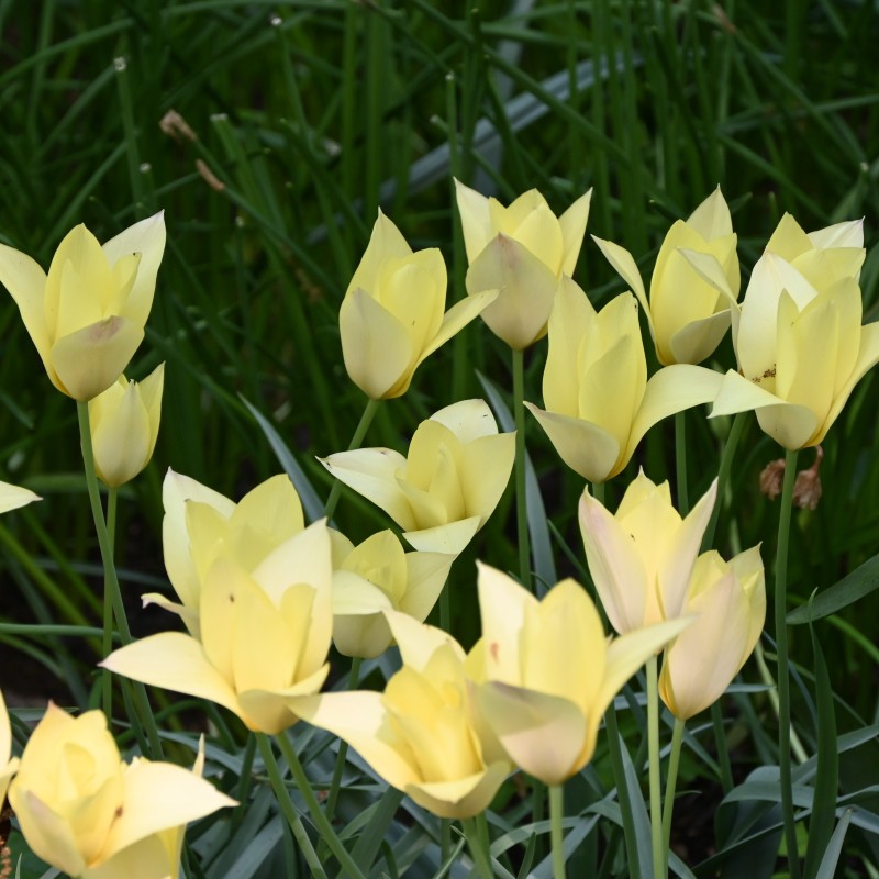Tulipa 'Honky Tonk' Tulipa 'Honky Tonk'
