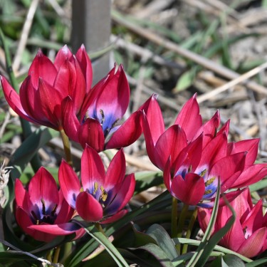 Tulipa 'Little Beauty' Tulipa 'Little Beauty'