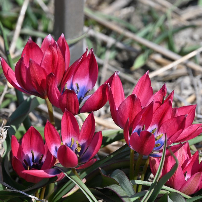 Tulipa 'Little Beauty' Tulipa 'Little Beauty'