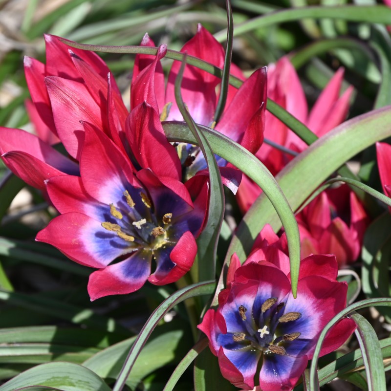 Tulipa 'Little Beauty' Tulipa 'Little Beauty'