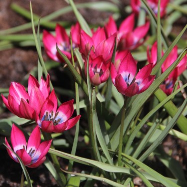 Tulipa 'Little Beauty' Tulipa 'Little Beauty'