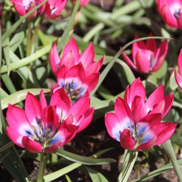 Tulipa 'Little Beauty' Tulipa 'Little Beauty'