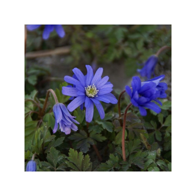 Anemone apennina 'Petrovac'