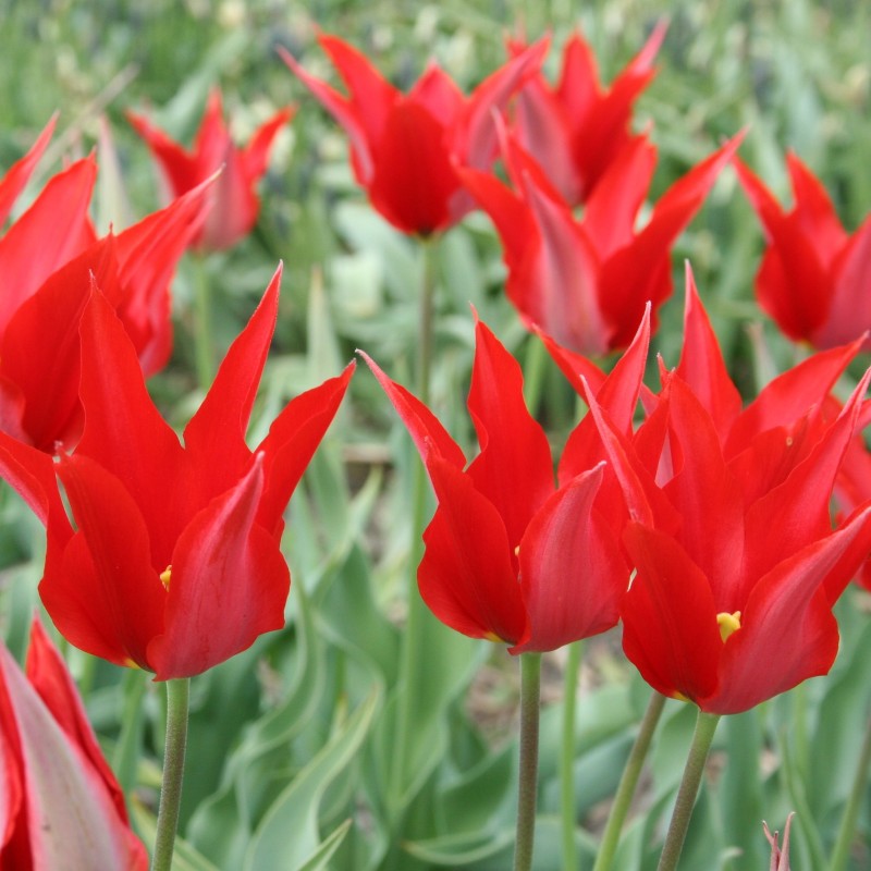 Tulipa 'Liz de Velours'