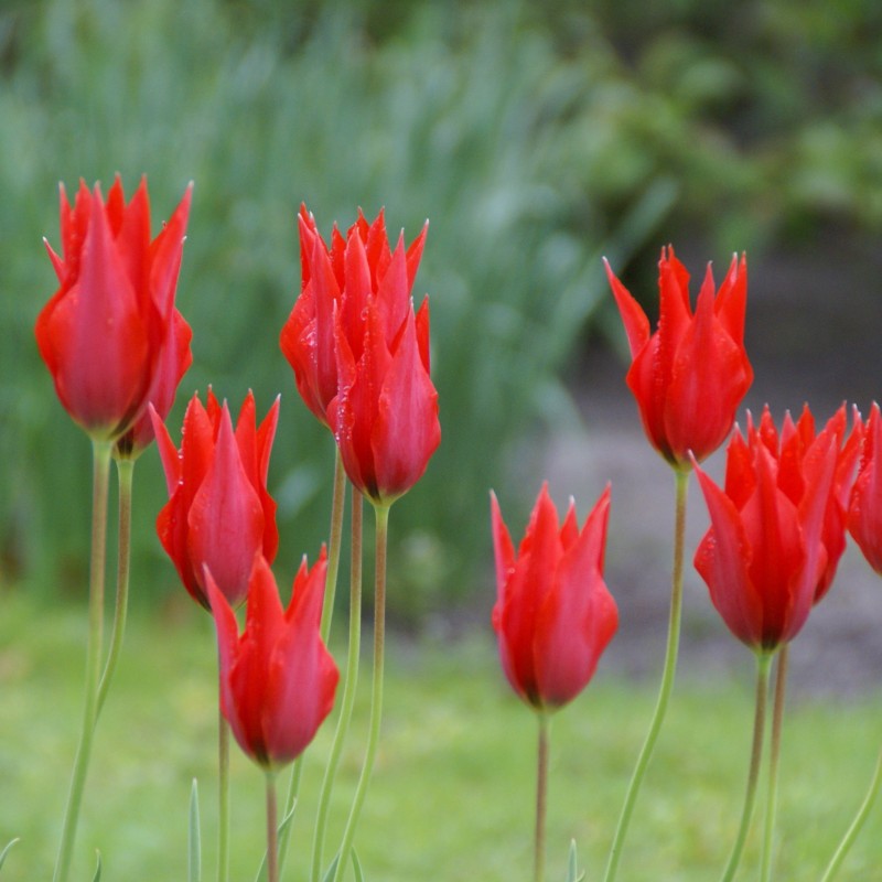 Tulipa 'Liz de Velours'
