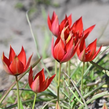 Tulipa 'Lizzy' Tulipa 'Lizzy'