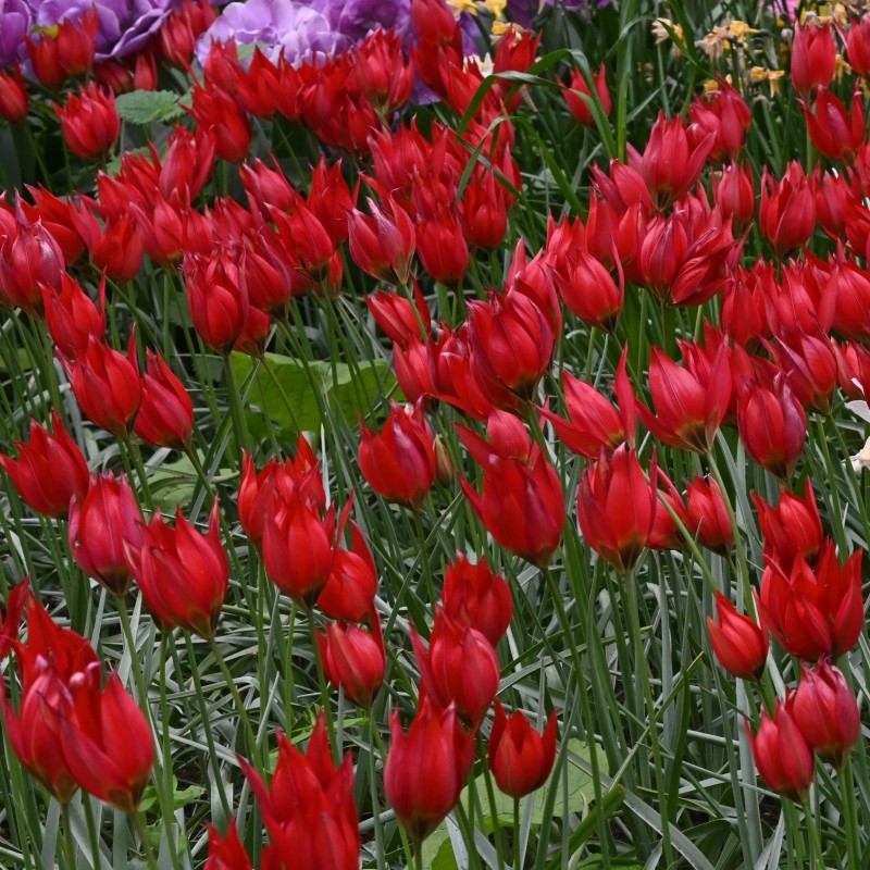 Tulipa 'Lizzy' Tulipa 'Lizzy'