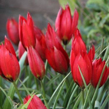Tulipa 'Lizzy' Tulipa 'Lizzy'