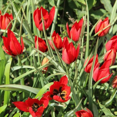 Tulipa 'Lizzy' Tulipa 'Lizzy'