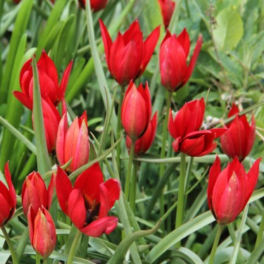 Tulipa 'Lizzy' Tulipa 'Lizzy'