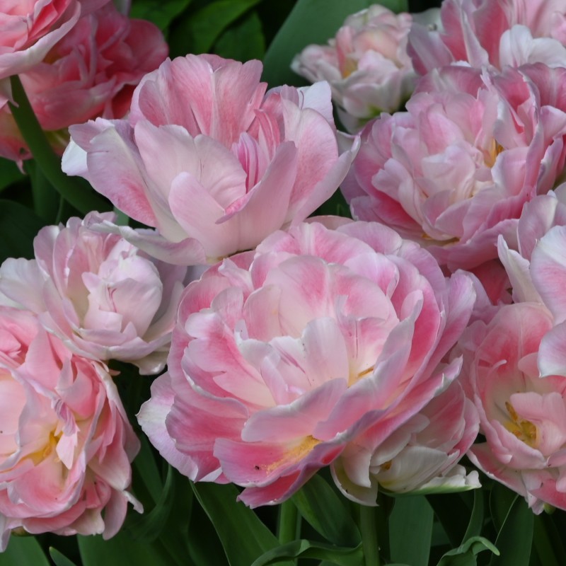 Tulipa 'Angélique' Tulipa 'Angélique'