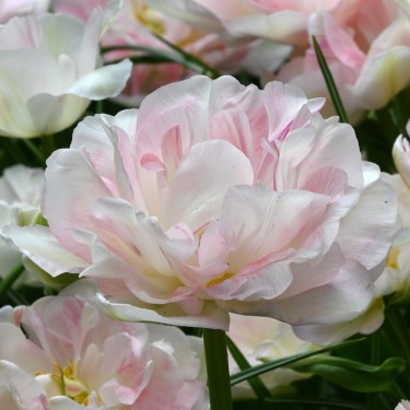 Tulipa 'Angélique' Tulipa 'Angélique'