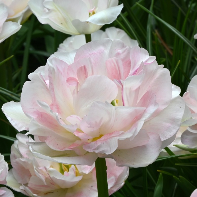 Tulipa 'Angélique' Tulipa 'Angélique'
