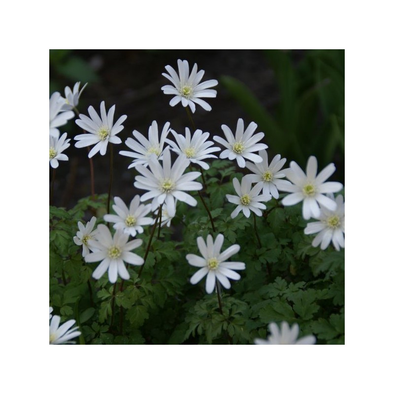 Anemone apennina var. alba Anemone apennina var. alba