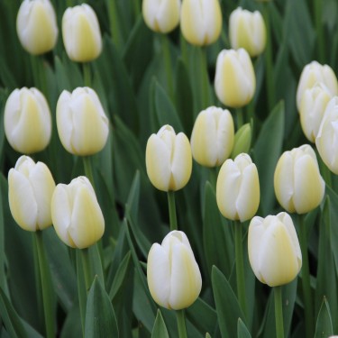 Tulipa 'Angels Wish' Tulipa 'Angels Wish'