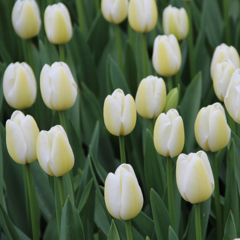 Tulipa 'Angels Wish' Tulipa 'Angels Wish'