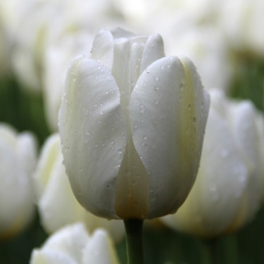Tulipa 'Angels Wish' Tulipa 'Angels Wish'