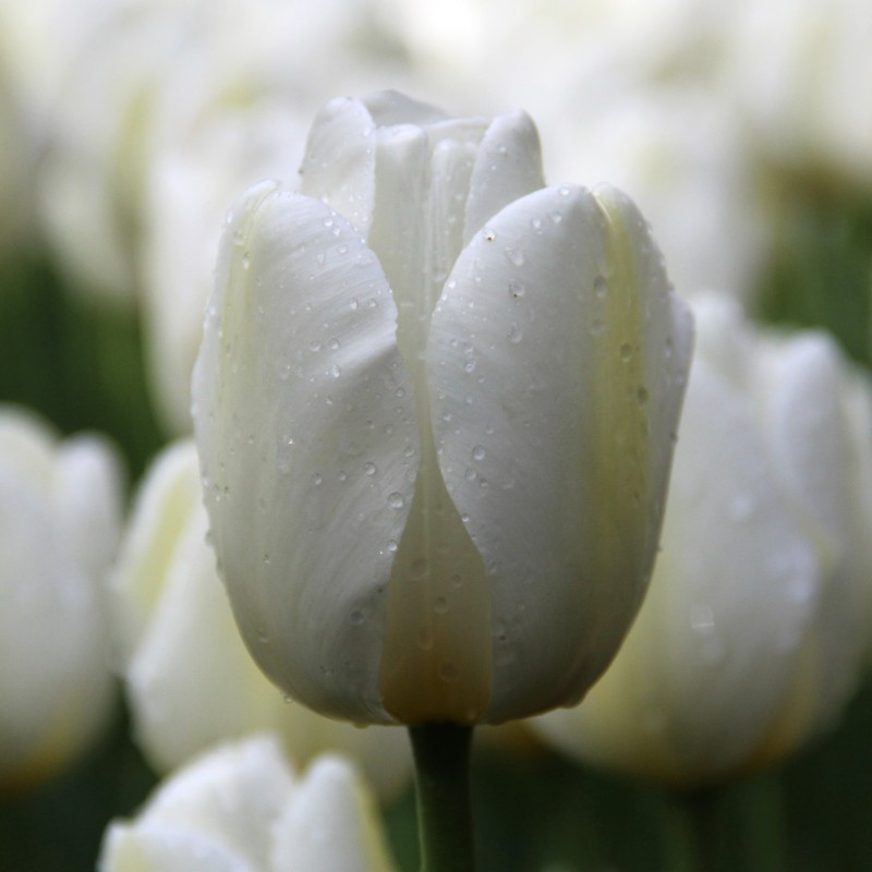 Tulipa 'Angels Wish' Tulipa 'Angels Wish'