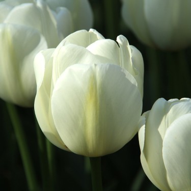 Tulipa 'Angels Wish' Tulipa 'Angels Wish'