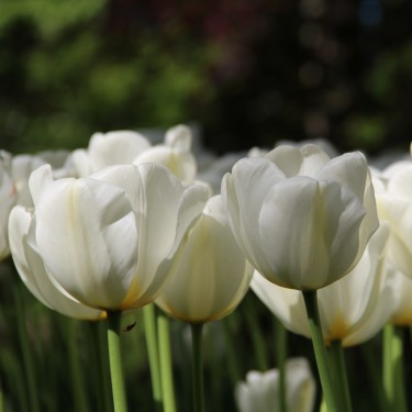 Tulipa 'Angels Wish' Tulipa 'Angels Wish'