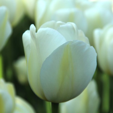 Tulipa 'Angels Wish' Tulipa 'Angels Wish'