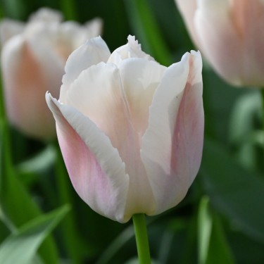 Tulipa 'Apricot Pride' Tulipa 'Apricot Pride'