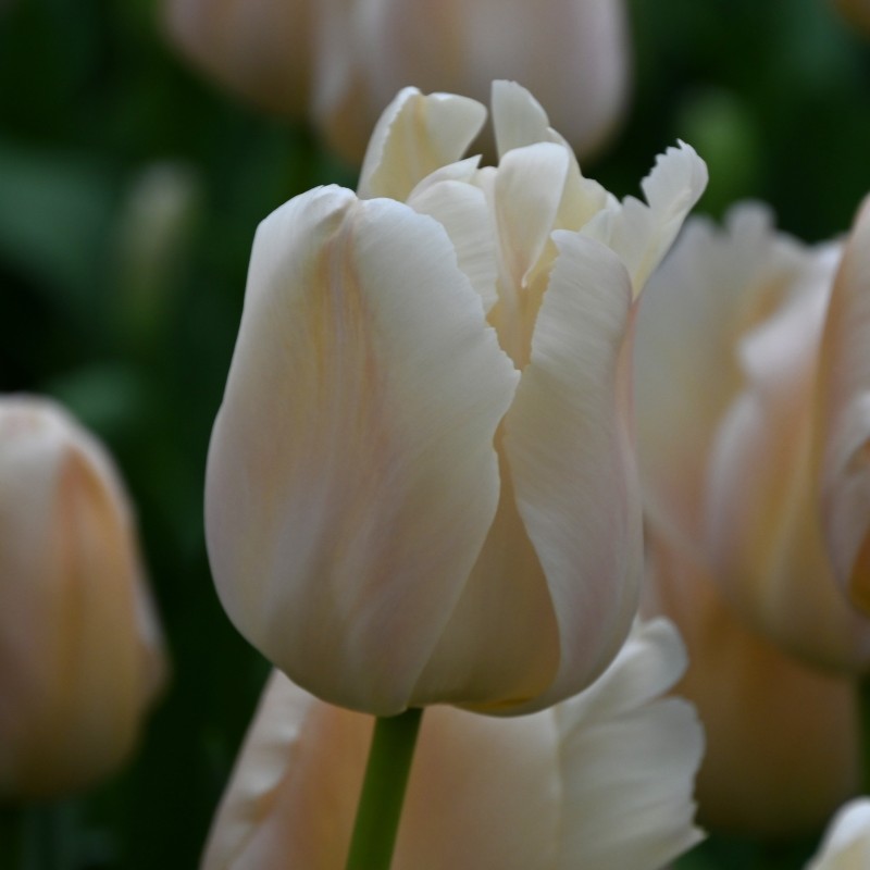 Tulipa 'Apricot Pride' Tulipa 'Apricot Pride'