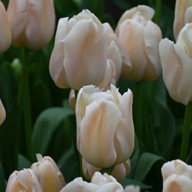 Tulipa 'Apricot Pride' Tulipa 'Apricot Pride'