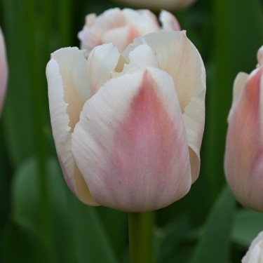 Tulipa 'Apricot Pride' Tulipa 'Apricot Pride'