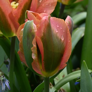 Tulipa 'Artist' Tulipa 'Artist'