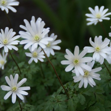 Anemone apennina var. alba Anemone apennina var. alba
