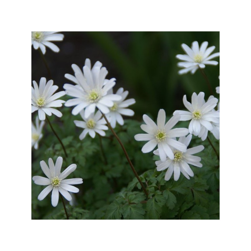 Anemone apennina var. alba Anemone apennina var. alba