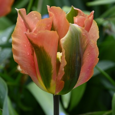 Tulipa 'Artist' Tulipa 'Artist'