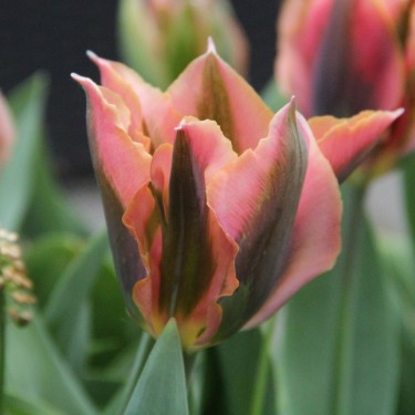 Tulipa 'Artist' Tulipa 'Artist'