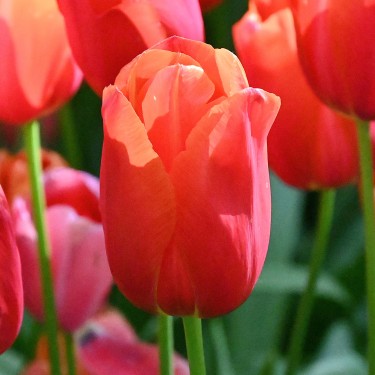 Tulipa 'Avignon' Tulipa 'Avignon'
