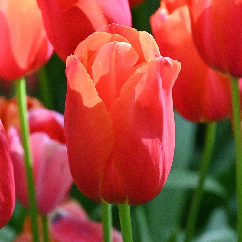 Tulipa 'Avignon' Tulipa 'Avignon'
