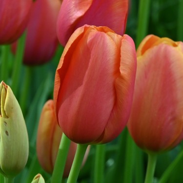 Tulipa 'Avignon' Tulipa 'Avignon'