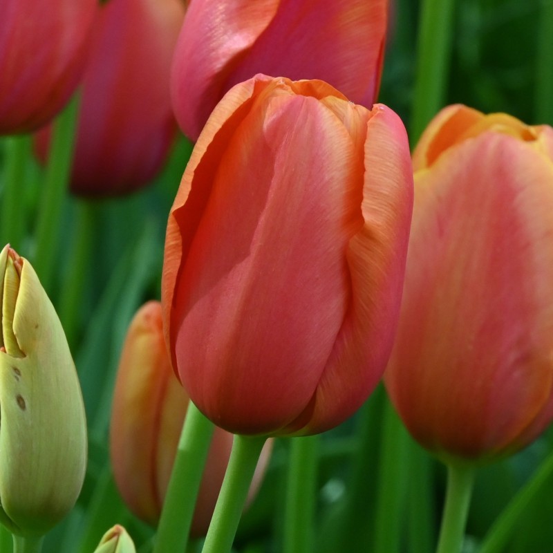 Tulipa 'Avignon' Tulipa 'Avignon'