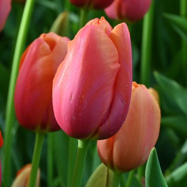 Tulipa 'Avignon' Tulipa 'Avignon'