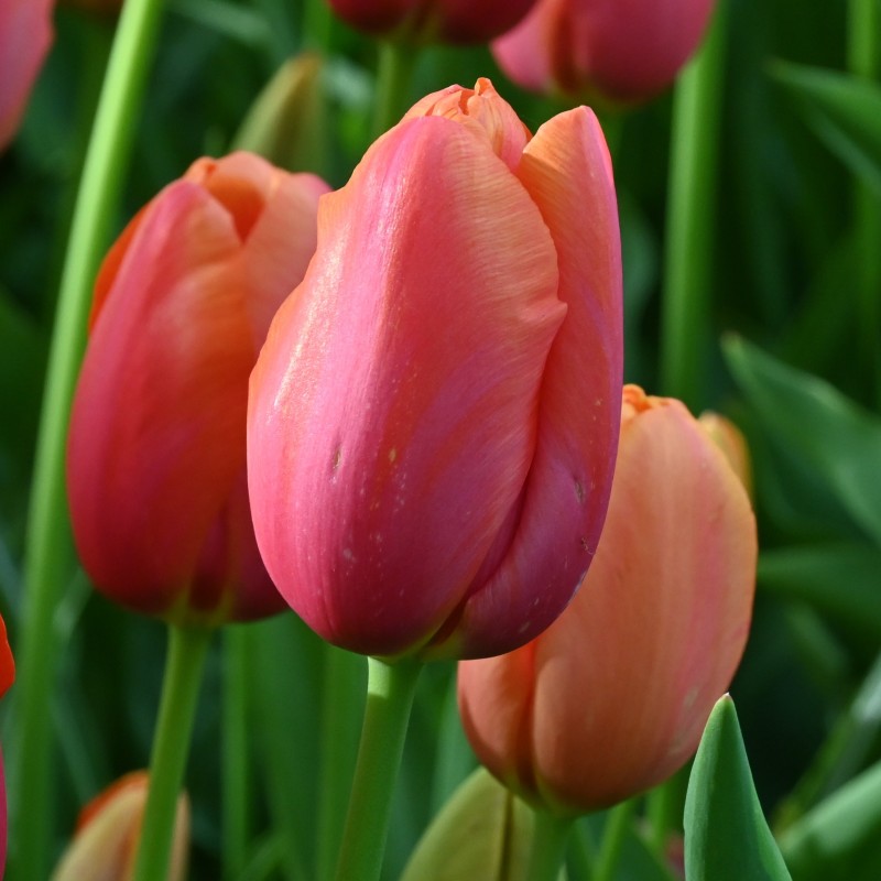 Tulipa 'Avignon' Tulipa 'Avignon'