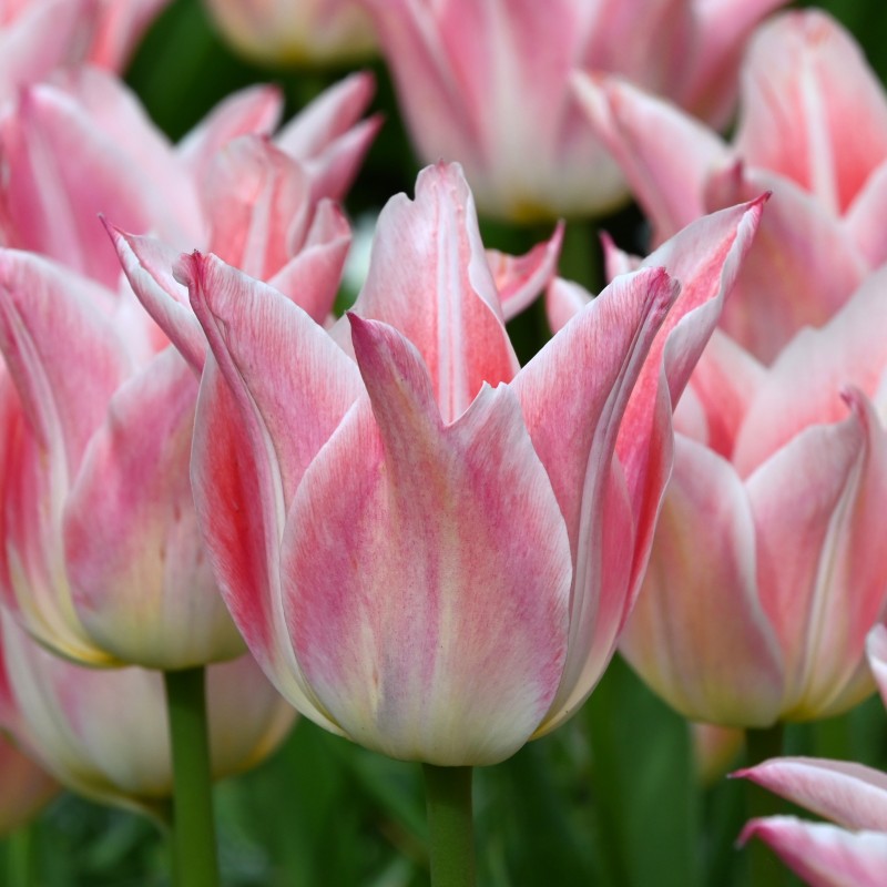 Tulipa 'Ballade Lady' Tulipa 'Ballade Lady'