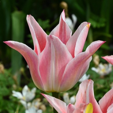 Tulipa 'Ballade Lady' Tulipa 'Ballade Lady'